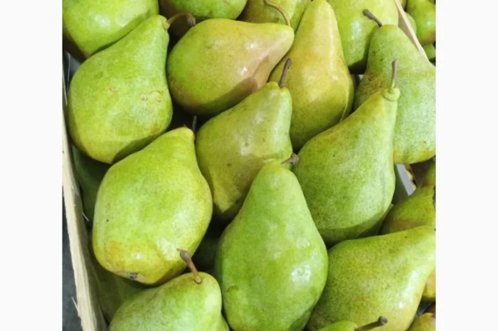 Продам грушу перший сорт- фото № 1