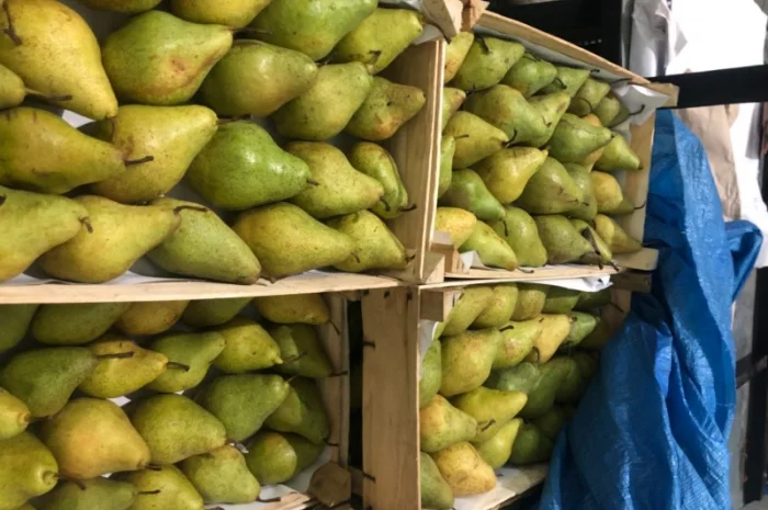 Продам грушу Нояберська- фото № 3