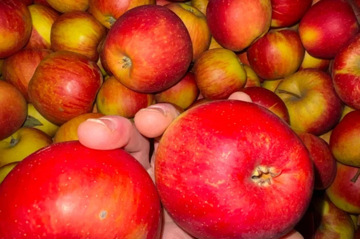 Продаж груші Нояберська- фото № 4