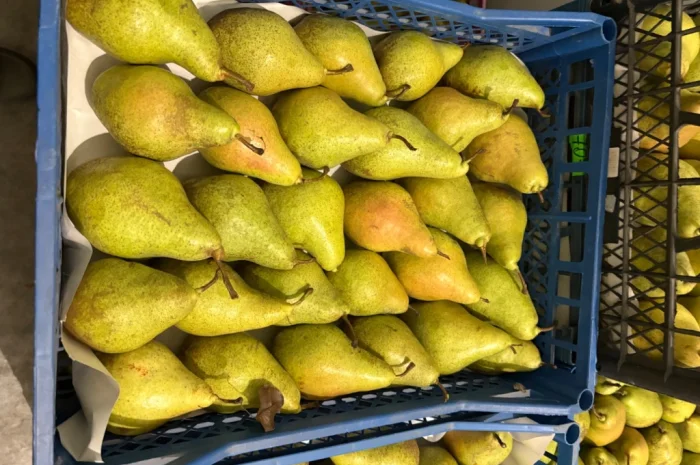 Продаж груші Нояберська- фото № 5