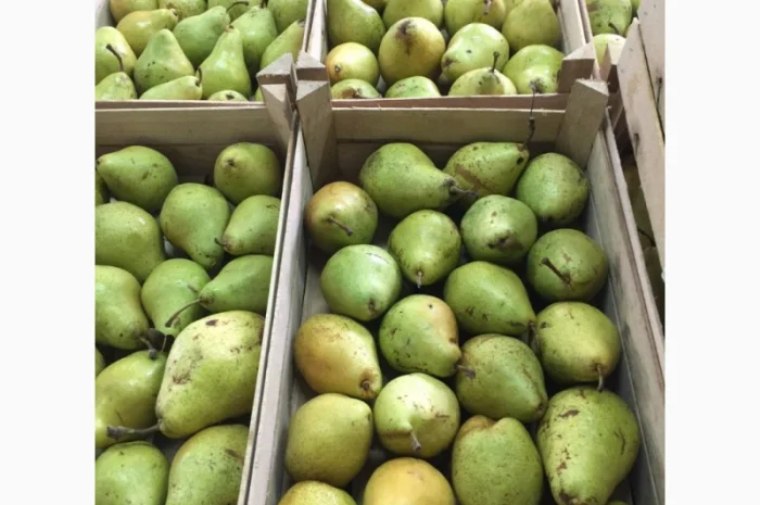 Купим грушу- фото № 2