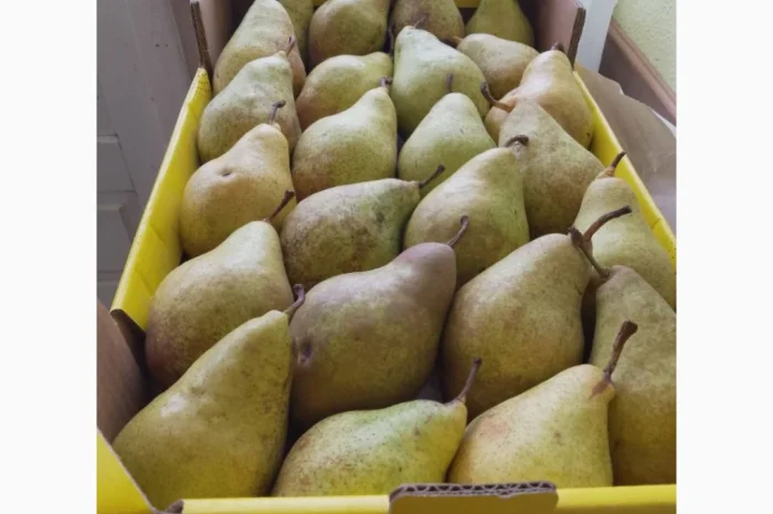 Пропоную груші сортів Бера, Ноябрська, Вільямс, Конференція, урожай 2025- фото № 1