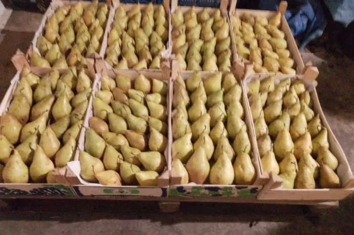 Пропоную груші сортів Бера, Ноябрська, Вільямс, Конференція, урожай 2025- фото № 2