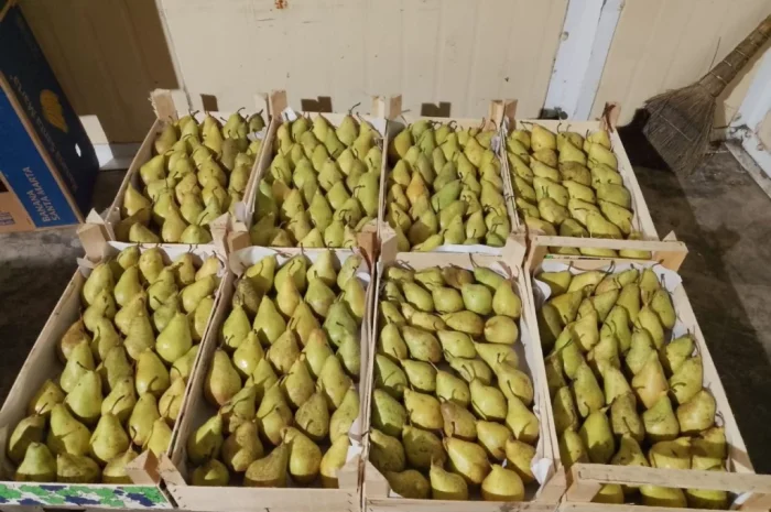 Пропоную груші сортів Бера, Ноябрська, Вільямс, Конференція, урожай 2025- фото № 3