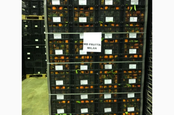 Мандарин Испания- фото № 2