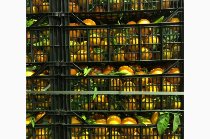 Мандарин Испания- фото № 3