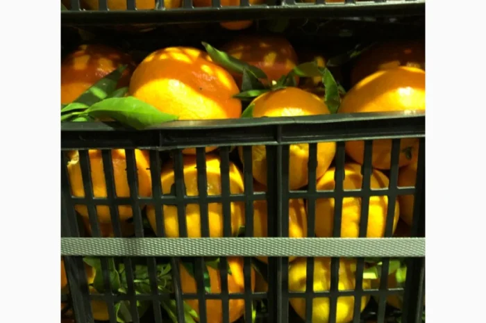 Мандарин Испания- фото № 5