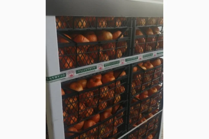 Куплю Мандарины оптом от 20 тонн- фото № 1