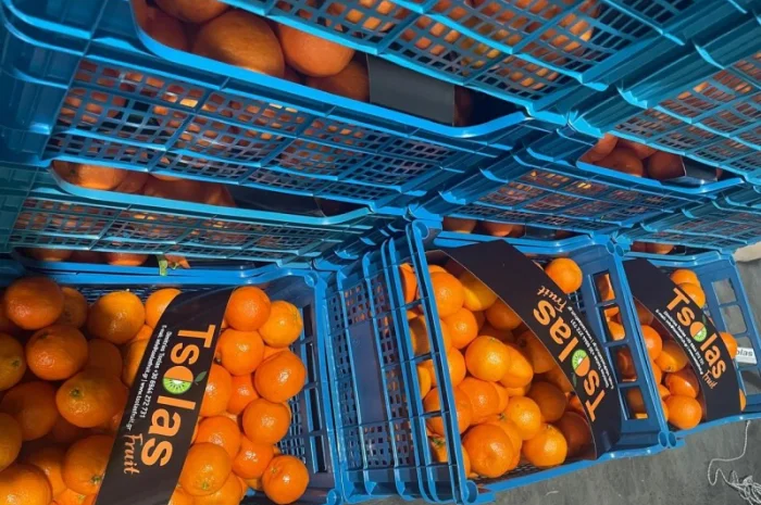 Продам Мандарины опт 36грн кг от 5 тонн- фото № 1