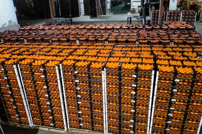 Мандарин Муркотт Єгипет- фото № 1