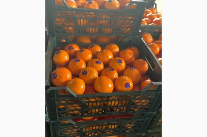 Мандарин Муркотт Єгипет- фото № 3