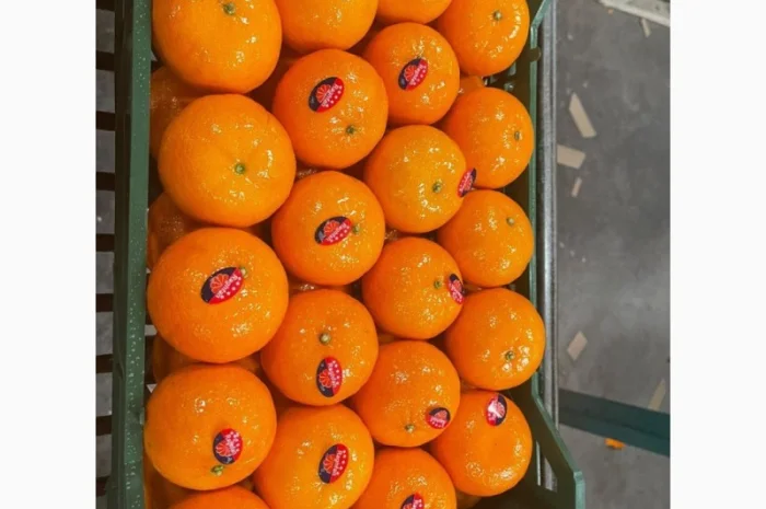 Мандарин Муркотт Єгипет- фото № 5