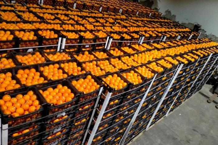 Мандарин Муркотт Єгипет- фото № 6