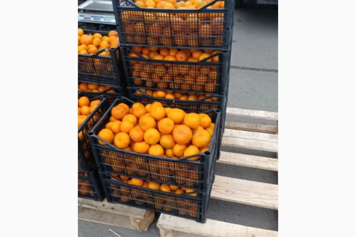 Продам мандарин Грузія оптом від 5 тонн- фото № 1