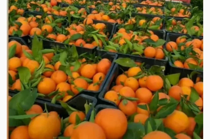 Продам Мандарин Клементин зі складу в Ужгороді- фото № 1