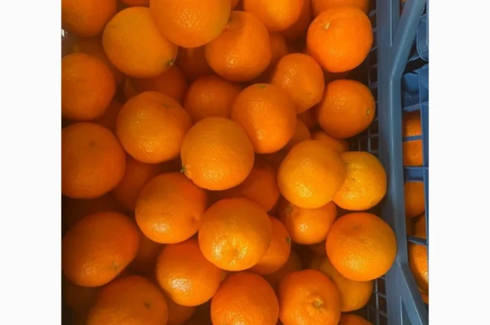 Продаємо мандарин Клементин, Греція, опт зі складу у Києві- фото № 1