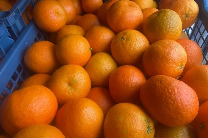 Продаємо мандарин Клементин, Греція, опт зі складу у Києві- фото № 3