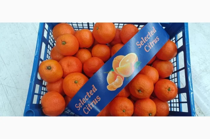 Продаємо мандарин Клементин, Греція, опт зі складу у Києві- фото № 4