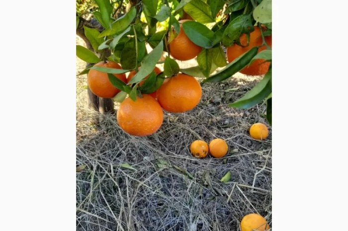 Мандарины - свежие и вкусные из Испании- фото № 2