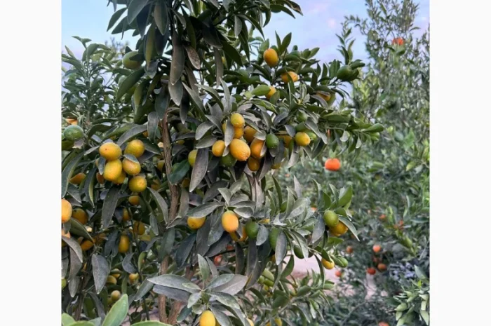 Мандарин Голд Завозимо через Румунію, ціна в тоннах- фото № 1