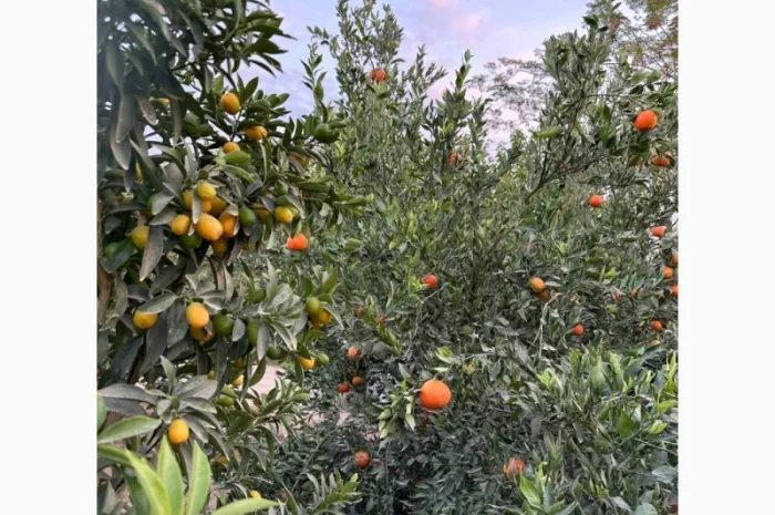 Мандарин Голд Завозимо через Румунію, ціна в тоннах- фото № 6