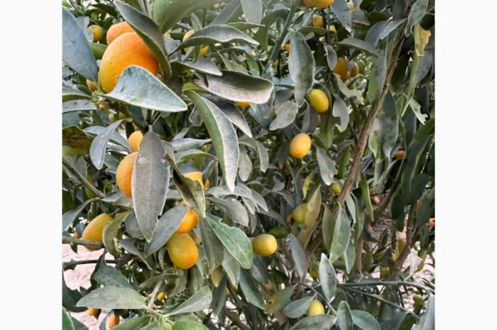 Мандарин Голд Завозимо через Румунію, ціна в тоннах- фото № 7