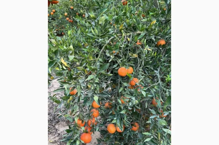 Мандарин Мираф Завозимо через Румунію, ціна в тоннах- фото № 6