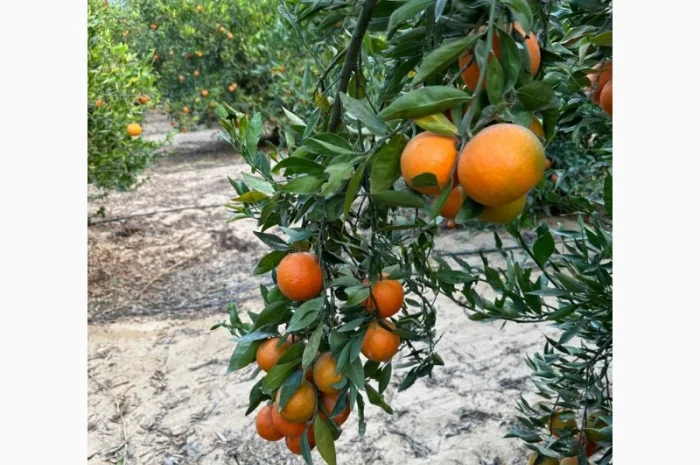 Мандарин Клементин Завозимо через Румунію, ціна в тоннах- фото № 8