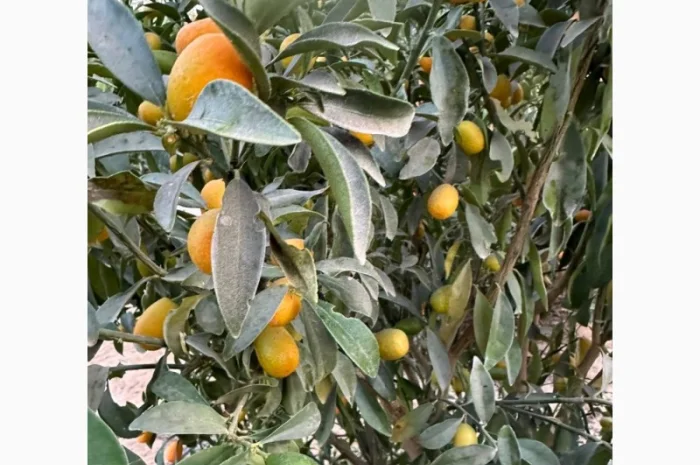 Мандарин Клементин Завозимо через Румунію, ціна в тоннах- фото № 7