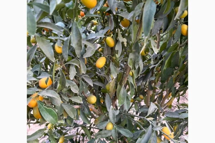 Мандарин Клементин Завозимо через Румунію, ціна в тоннах- фото № 5