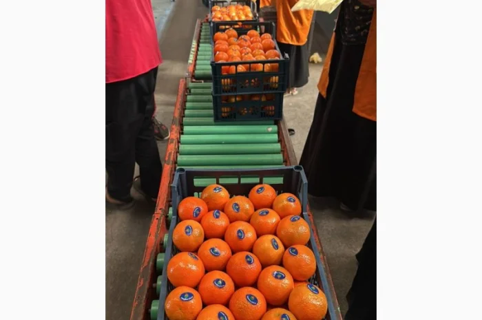 Мандарин Клементин Завозимо через Румунію, ціна в тоннах- фото № 16