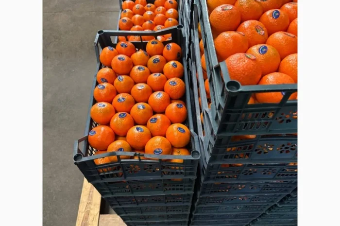 Мандарин Клементин Завозимо через Румунію, ціна в тоннах- фото № 13