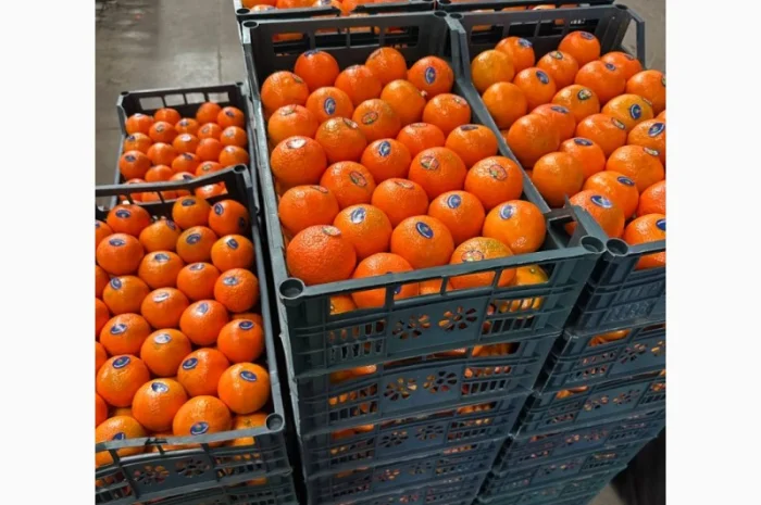 Мандарин Клементин Завозимо через Румунію, ціна в тоннах- фото № 12