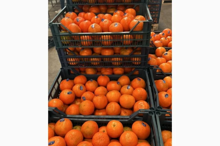Мандарин Клементин Завозимо через Румунію, ціна в тоннах- фото № 11