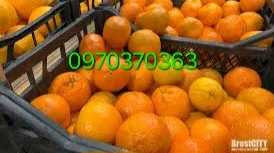 Продам мандарины оптом турция- фото № 1