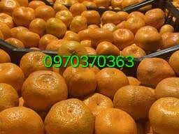 Продам мандарины оптом турция л- фото № 1