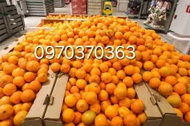 Продам мандарины оптом турция в- фото № 1