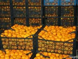 Продам мандарины грузия- фото № 1