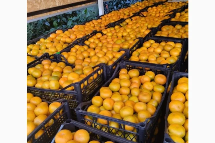 Мандарины, крупные. Грузия. Сладкие- фото № 2