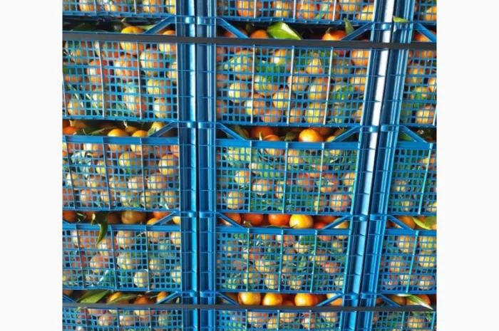 Продаємо мандарини Клементин, Греція, опт- фото № 2