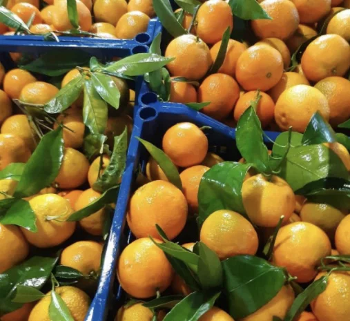 Продам мандарины опт и в розницу- фото № 1