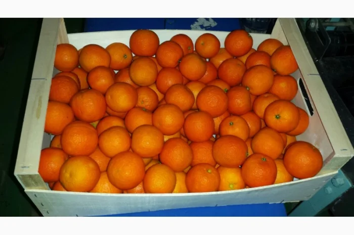 Iспанський Мандарин- фото № 2