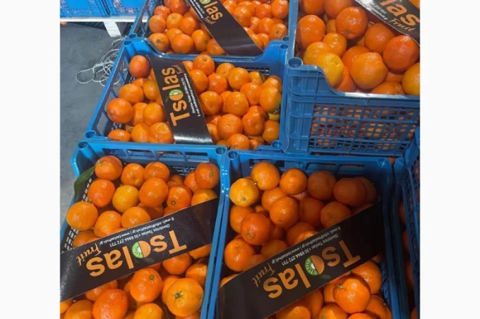 Мандарины Испания цена 36грн кг от 5 тонн- фото № 1