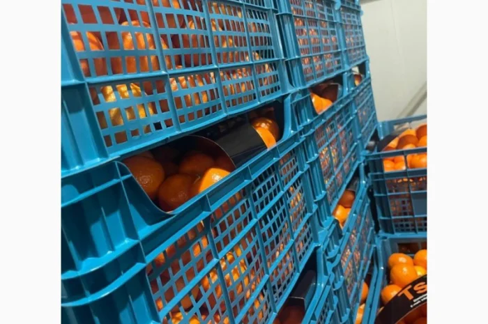 Мандарины Испания цена 36грн кг от 5 тонн- фото № 2