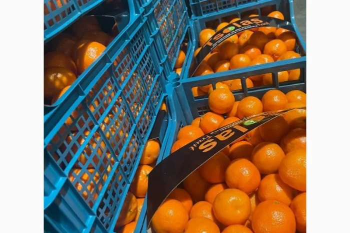 Мандарины ОПТ Турция цена 36грн кг От 5тонн- фото № 1