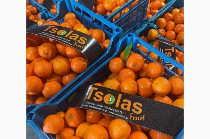 Продам Мандарины оптом по цене 36грн кг - от 5 тонн без брака доставка- фото № 1