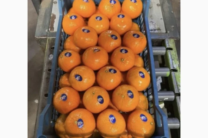 Продам Мандарины оптом по цене 36грн кг - от 5 тонн без брака доставка- фото № 3