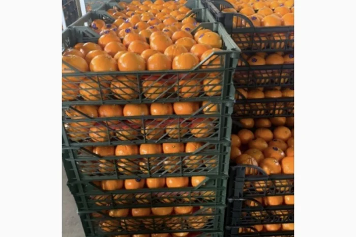 Продам Мандарины оптом по цене 36грн кг - от 5 тонн без брака доставка- фото № 5