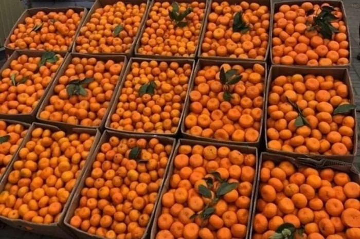 Продам мандарины оптом Грузия Л- фото № 1