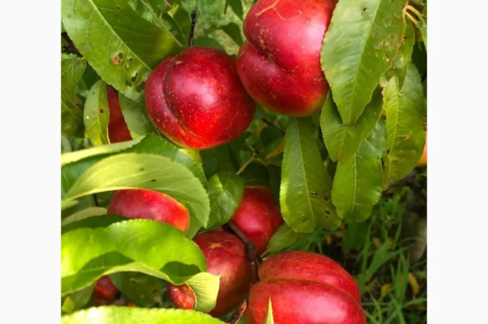 Продаж персиків- фото № 2